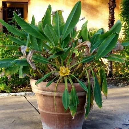 Graines Banane naine chinoise, Banane lotus doré