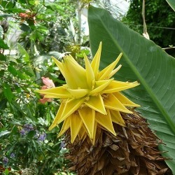 Kineska Patuljasta Banana, Zlatni Lotus Banana Seme 3.95 - 3