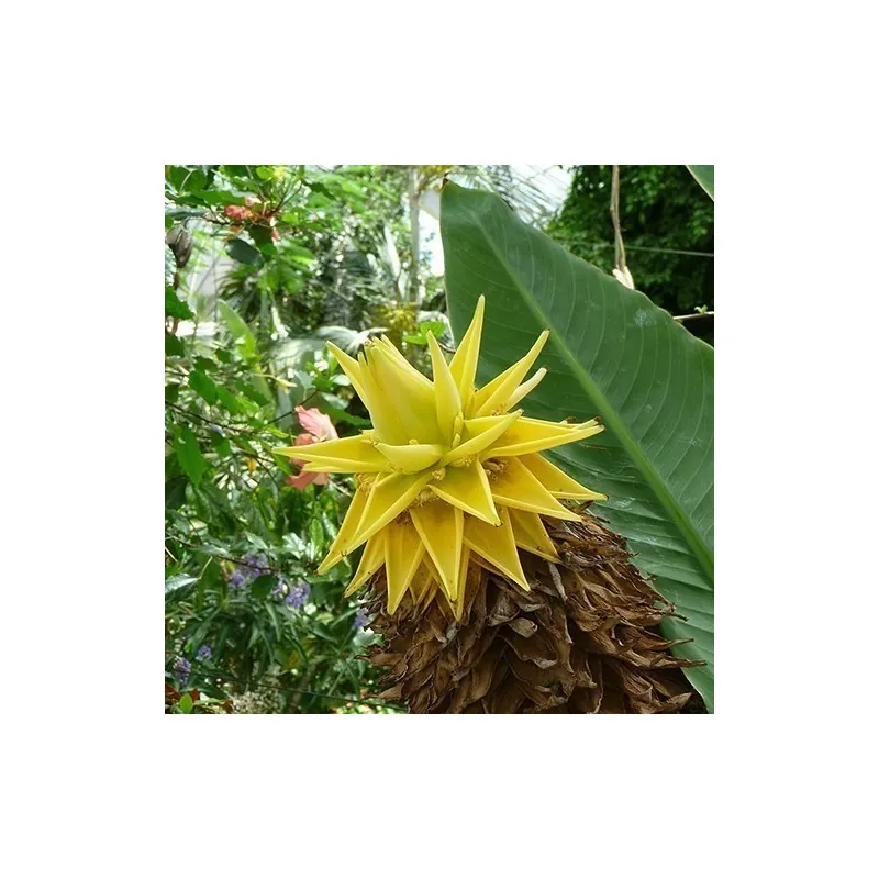Chinese Dwarf Banana, Golden Lotus Banana Seeds