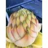 Sementes Banana anã chinesa, banana de lótus dourada