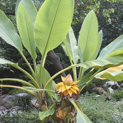 Golden Lotus Banana, Ensete Lasiocarpum/ Chinese Dwarf Banana Stock Image -  Image of member, lotus: 155307091