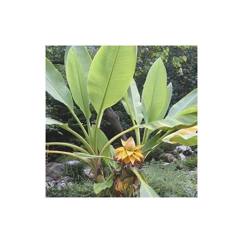 Semi Banana nana cinese, Golden Lotus Banana