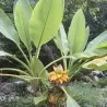 Sementes Banana anã chinesa, banana de lótus dourada