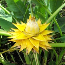 Chinesische Zwergbanane, Golden Lotus Bananensamen 3.95 - 7