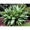 Semillas Plátano enano chino, Golden Lotus plátano