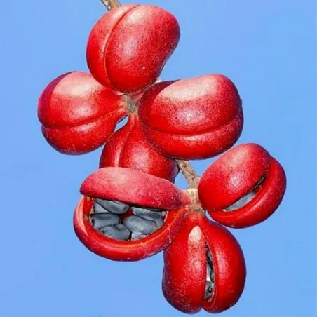 Semilas de Olivo De Java (Sterculia foetida)