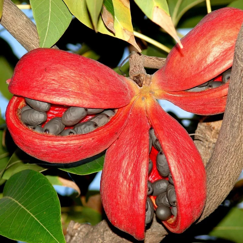 Semilas de Olivo De Java (Sterculia foetida)