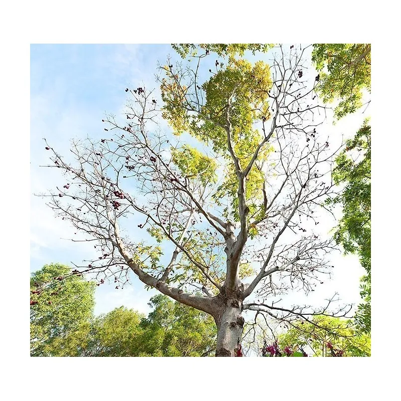 Semilas de Olivo De Java (Sterculia foetida)