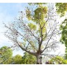 Price: €4.75 - Bastard Poon Tree, Java Olive Tree Seeds - 