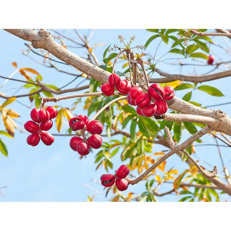 Price: €4.75 - Bastard Poon Tree, Java Olive Tree Seeds - 
