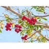 Semilas de Olivo De Java (Sterculia foetida)