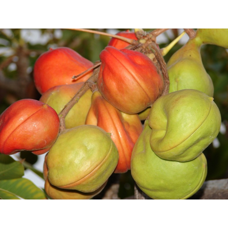 Price: €4.75 - Bastard Poon Tree, Java Olive Tree Seeds - 