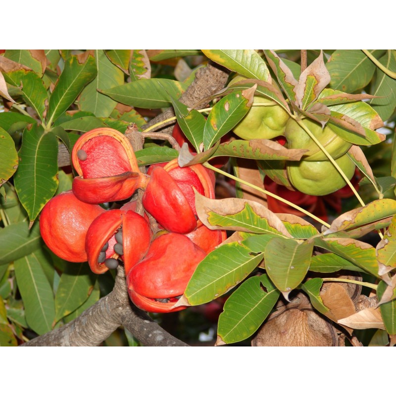 Price: €4.75 - Bastard Poon Tree, Java Olive Tree Seeds - 