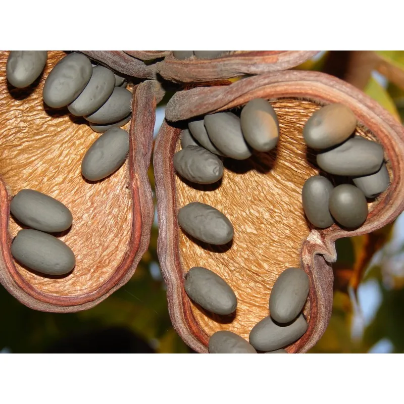 Semilas de Olivo De Java (Sterculia foetida)