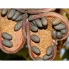 Semilas de Olivo De Java (Sterculia foetida)