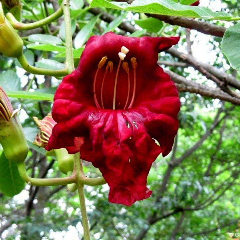 Price: €2.049999 - Sausage Tree Seeds (Kigelia pinnata) - 