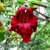 Price: €2.049999 - Sausage Tree Seeds (Kigelia pinnata) - 