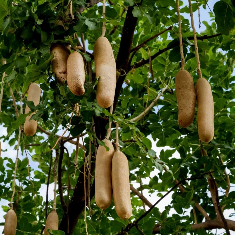 Price: €2.049999 - Graines L’arbre à saucisses ou saucissonnier (Kigelia africana) - 