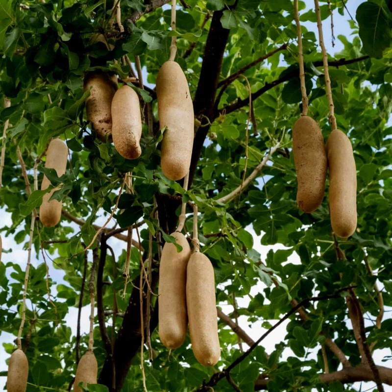 Graines L'arbre à saucisses ou saucissonnier (Kigelia africana) 