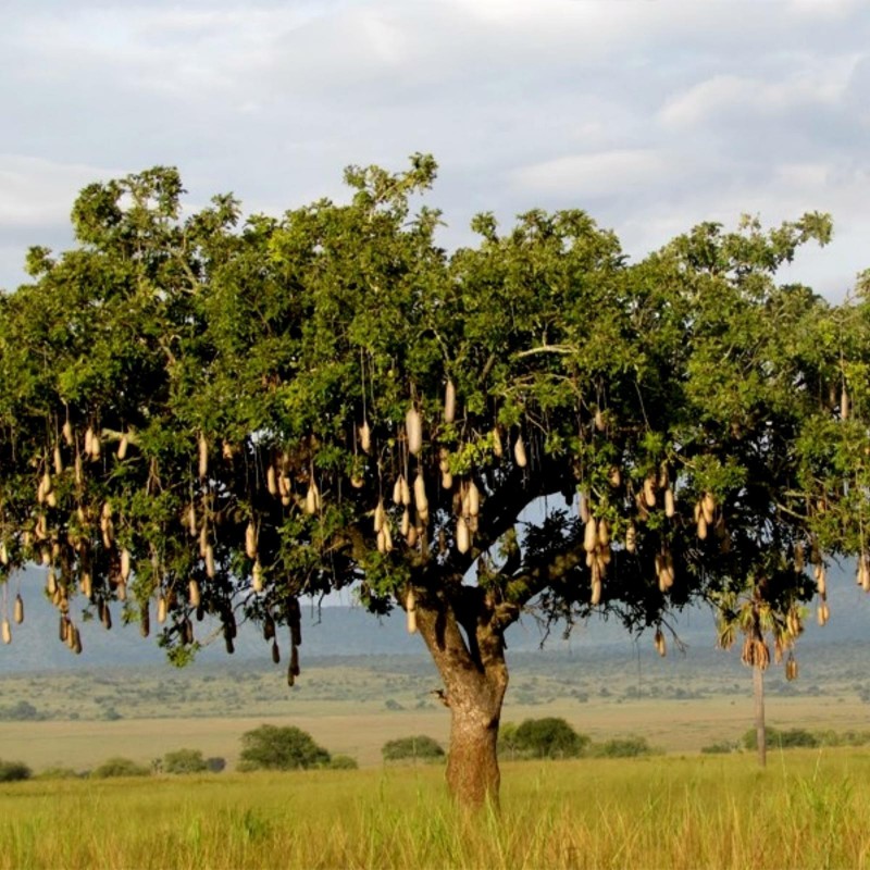 Price: €2.049999 - Sausage Tree Seeds (Kigelia pinnata) - 