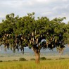 Price: €2.049999 - Sausage Tree Seeds (Kigelia pinnata) - 