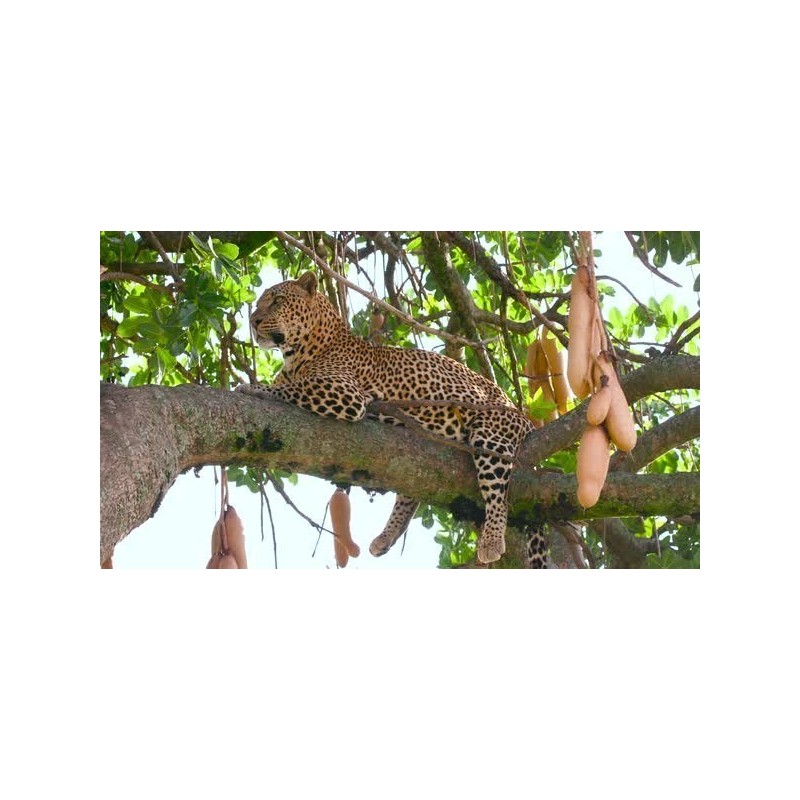 Price: €2.049999 - Sausage Tree Seeds (Kigelia pinnata) - 