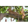 Price: €2.049999 - Sausage Tree Seeds (Kigelia pinnata) - 
