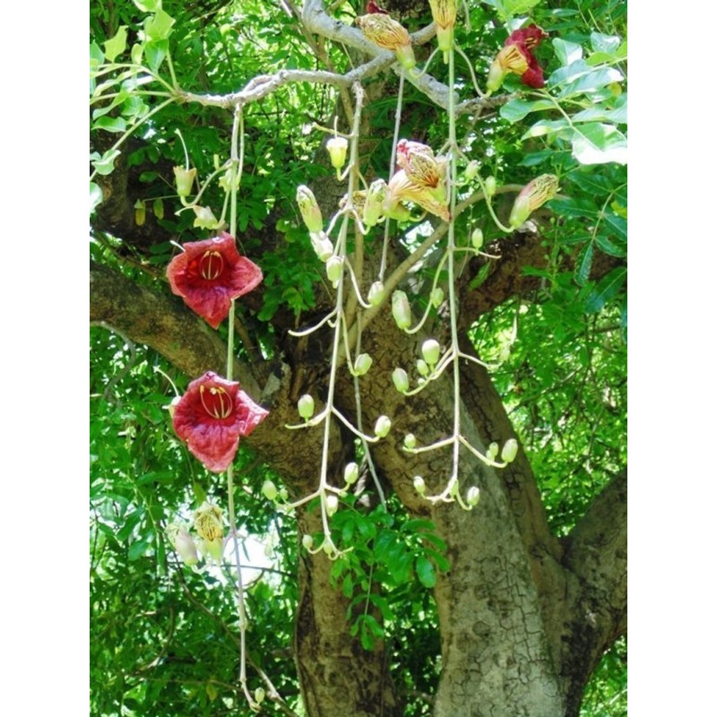 Price: €2.049999 - Sausage Tree Seeds (Kigelia pinnata) - 
