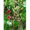 Price: €2.049999 - Sausage Tree Seeds (Kigelia pinnata) - 
