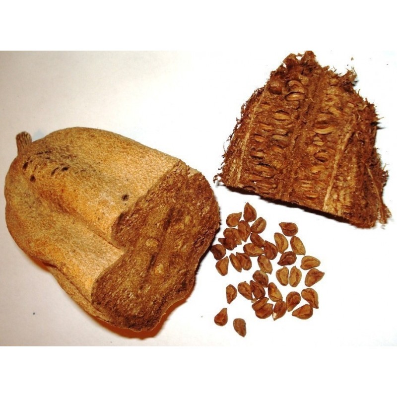 Price: €2.049999 - Sausage Tree Seeds (Kigelia pinnata) - 