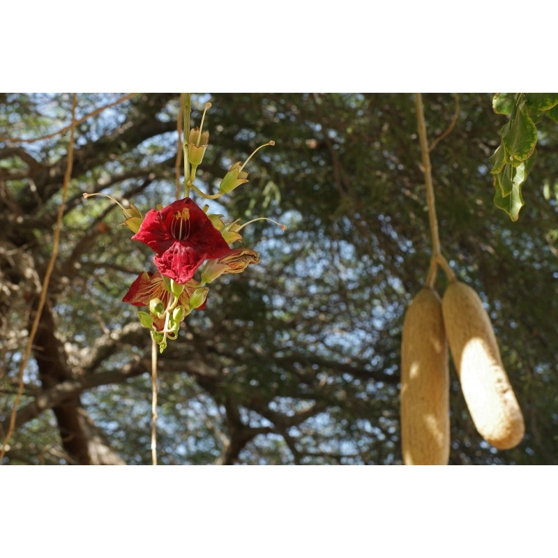 Price: €2.049999 - Sausage Tree Seeds (Kigelia pinnata) - 