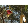 Price: €2.049999 - Sausage Tree Seeds (Kigelia pinnata) - 