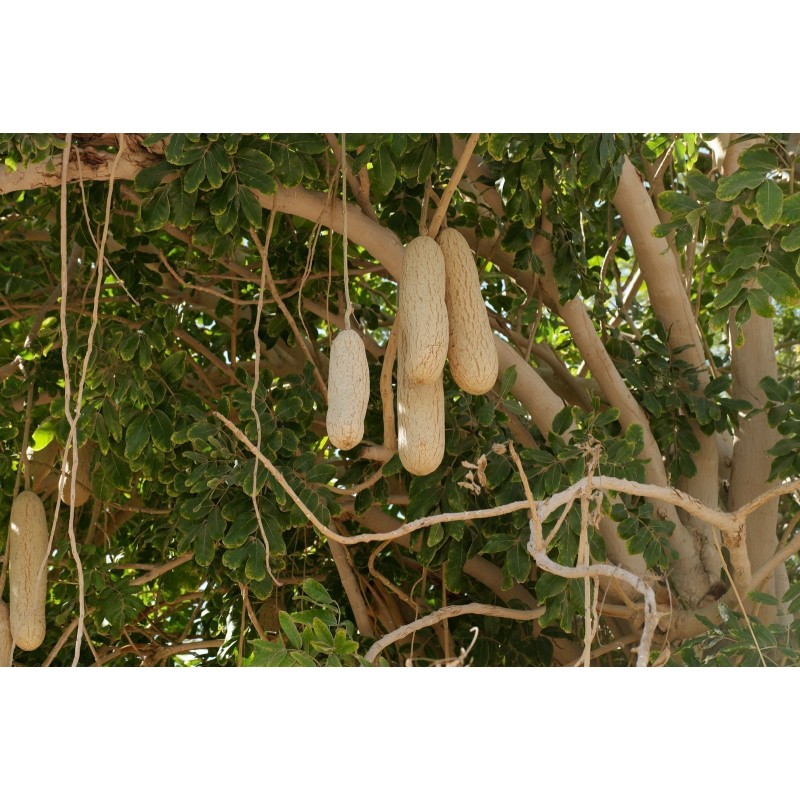 Price: €2.049999 - Sausage Tree Seeds (Kigelia pinnata) - 