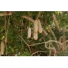 Price: €2.049999 - Sausage Tree Seeds (Kigelia pinnata) - 