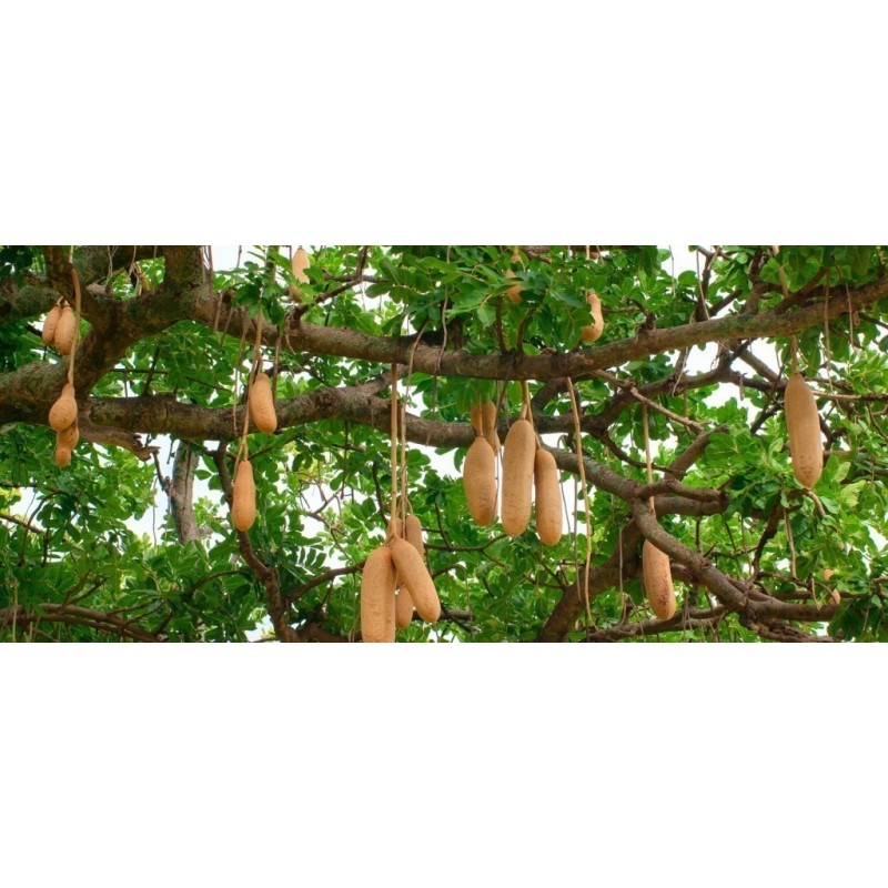 Price: €2.049999 - Sausage Tree Seeds (Kigelia pinnata) - 