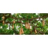 Price: €2.049999 - Sausage Tree Seeds (Kigelia pinnata) - 