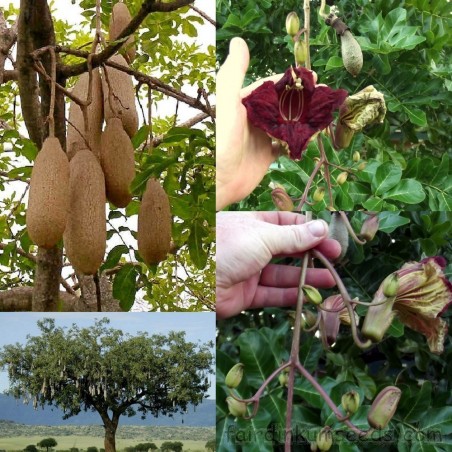 Price: €2.049999 - Sausage Tree Seeds (Kigelia pinnata) -