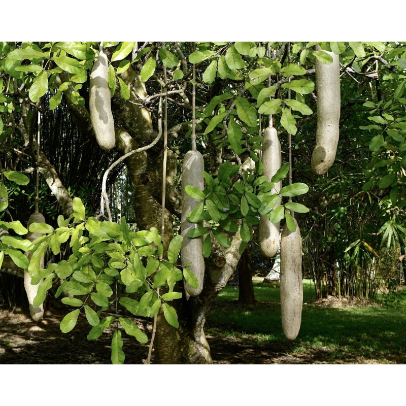 Price: €2.049999 - Sausage Tree Seeds (Kigelia pinnata) - 