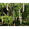Price: €2.049999 - Sausage Tree Seeds (Kigelia pinnata) - 