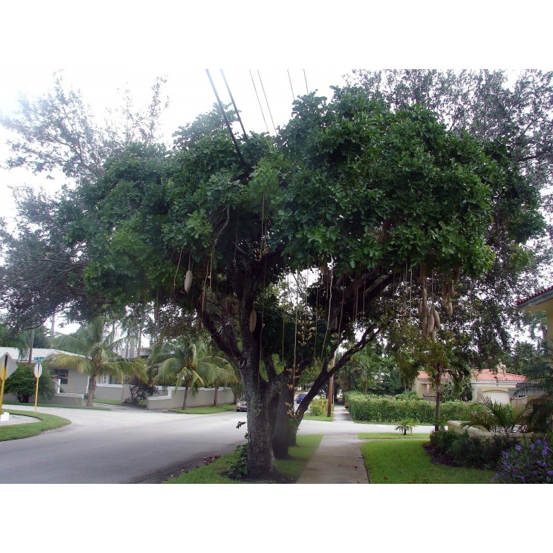 Price: €2.049999 - Sausage Tree Seeds (Kigelia pinnata) - 