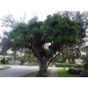 Price: €2.049999 - Sausage Tree Seeds (Kigelia pinnata) - 