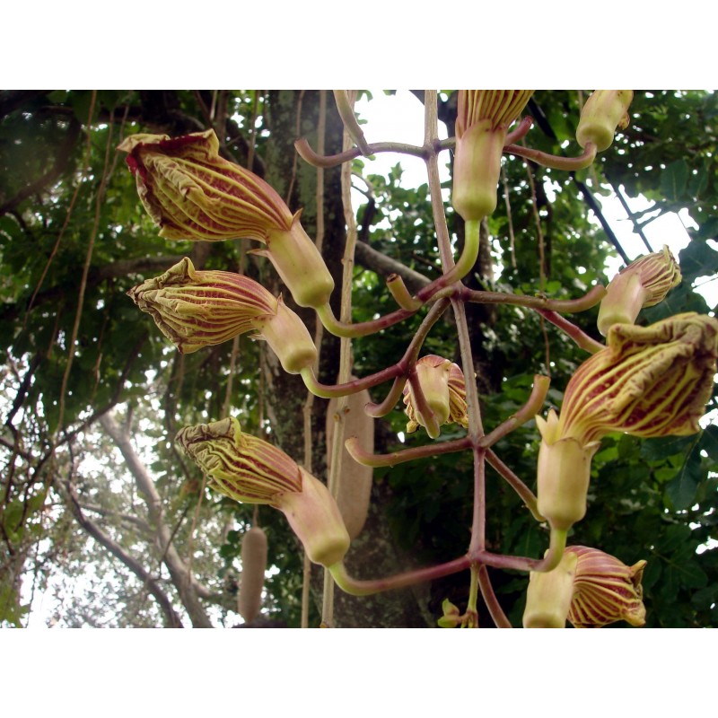 Price: €2.049999 - Sausage Tree Seeds (Kigelia pinnata) - 