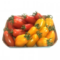 Mini San Marzano Gelb und rot Tomatensamen 1.95 - 4