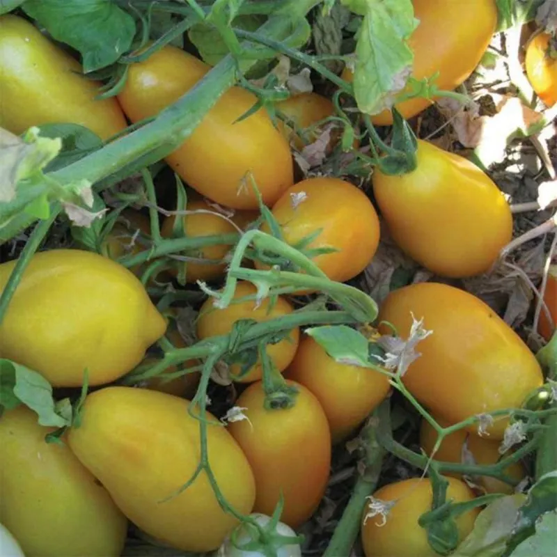 Semillas de tomate Mini San Marzano amarillo y rojo