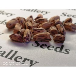Tiger Peanut Seeds (Arachis Hypogaea) 1.95 - 7