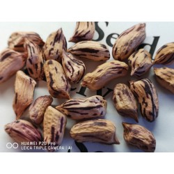 Sementes de Amendoim Tigre (Arachis hypogaea) 1.95 - 8