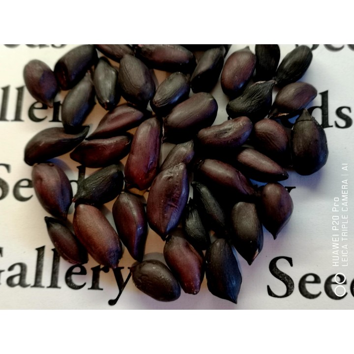 Black Peanut Seeds (Arachis hypogaea) - 2.025