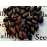 Price: €2.25 - Sementes de Amendoim preto (Arachis hypogaea) - Seeds Gallery