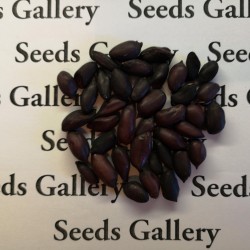 Sementes de Amendoim preto (Arachis hypogaea) 1.95 - 2