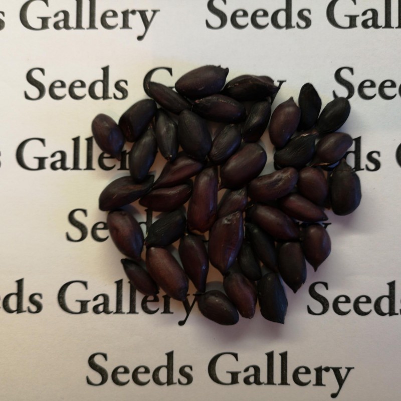Price: €2.25 - Sementes de Amendoim preto (Arachis hypogaea) - Seeds Gallery